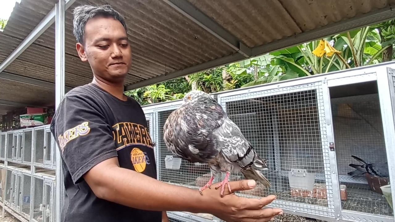 Raup Omzet Ratusan Juta, Pemuda Blitar Sukses Geluti Budidaya Merpati Hias Impor