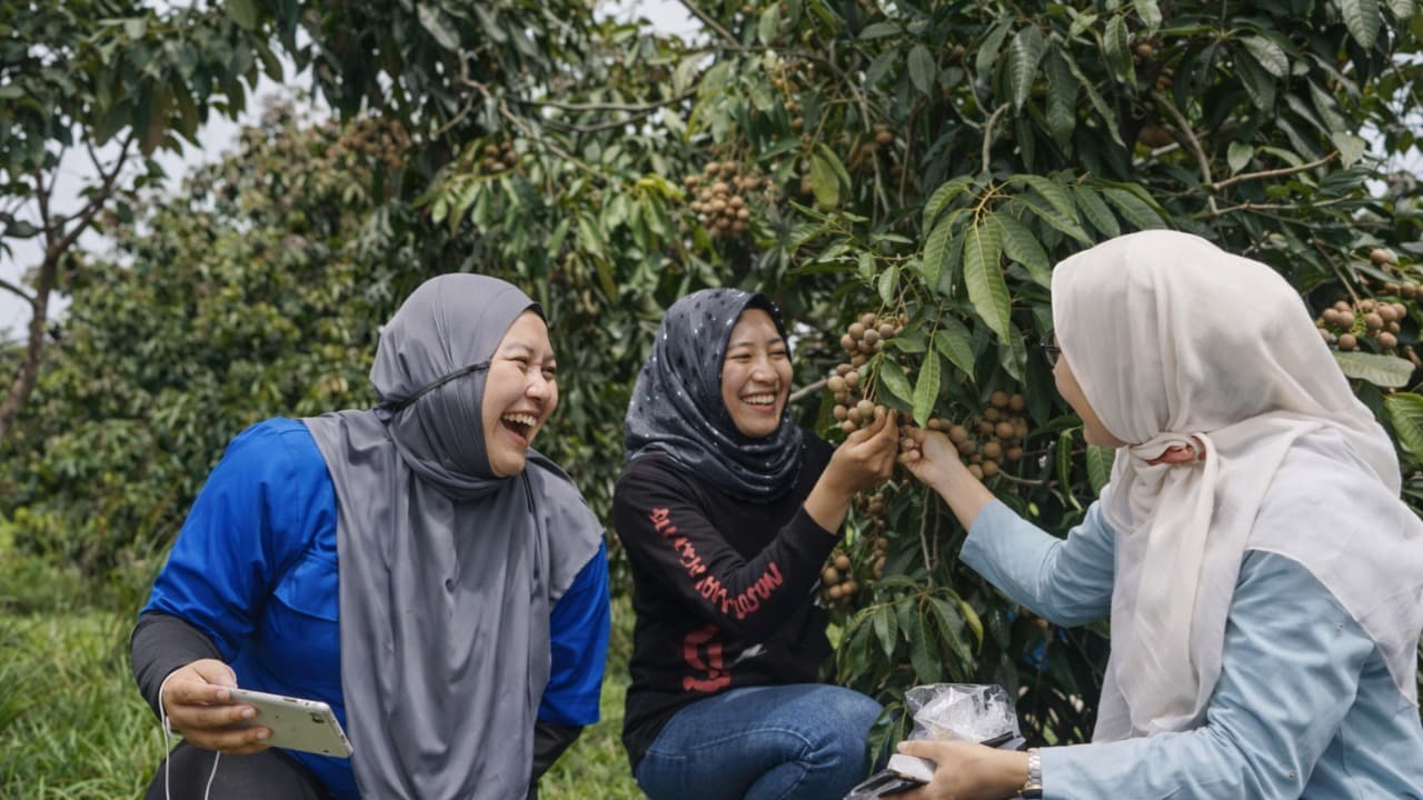 Serunya Petik Buah Kelengkeng Langsung dari Pohon di Takeran Magetan