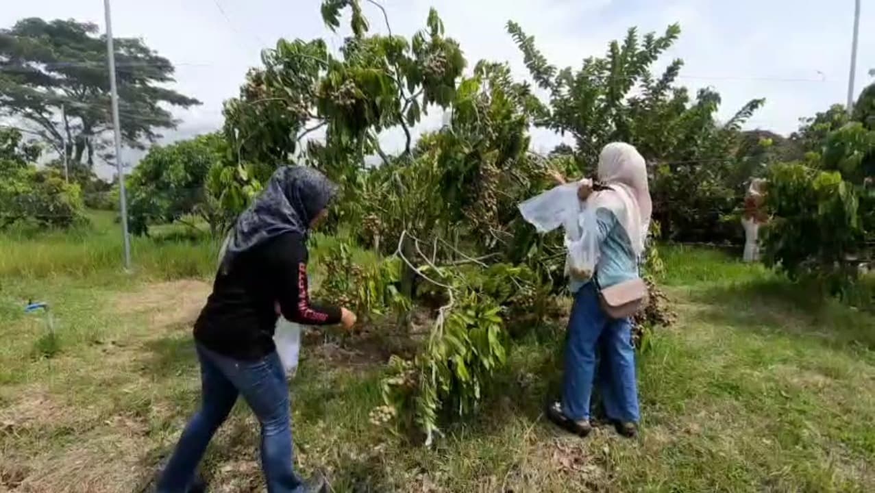 Serunya Petik Kelengkeng Langsung dari Pohon di Takeran Magetan