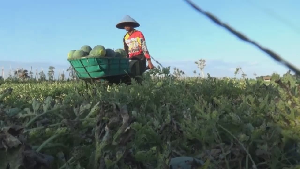Panen Semangka Amara, Petani Raup Cuan Ratusan Juta