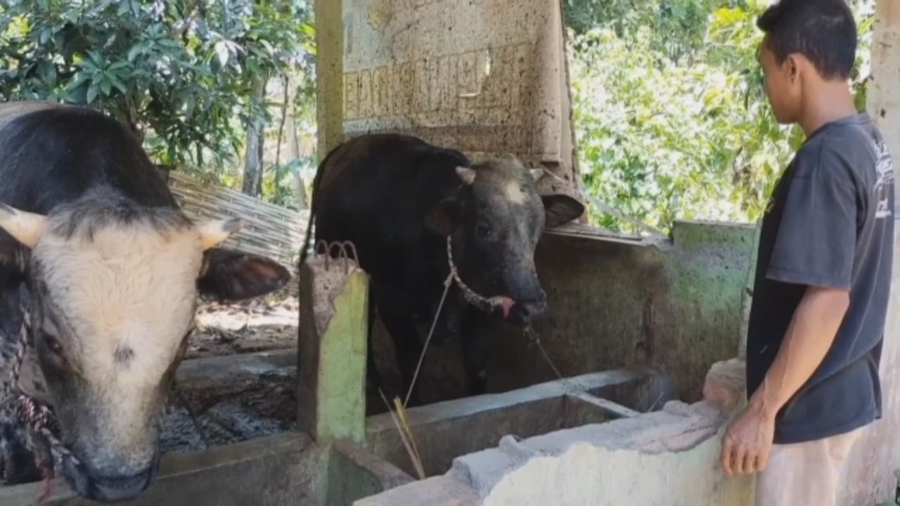 PMK Masih Menghantui Peternak Sapi di Bondowoso
