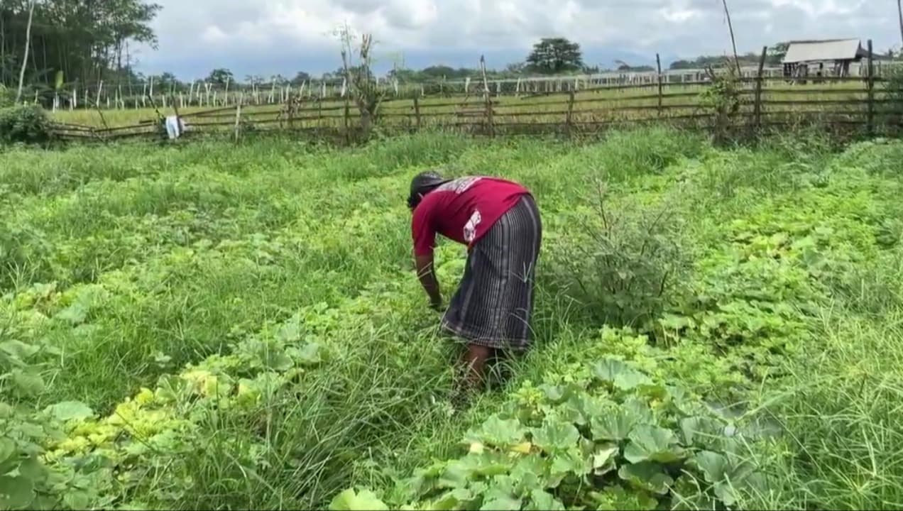 Cuaca Ekstrem Hantui Petani Blewah di Lumajang, Momentum Ramadan Jadi Penyelamat Harga