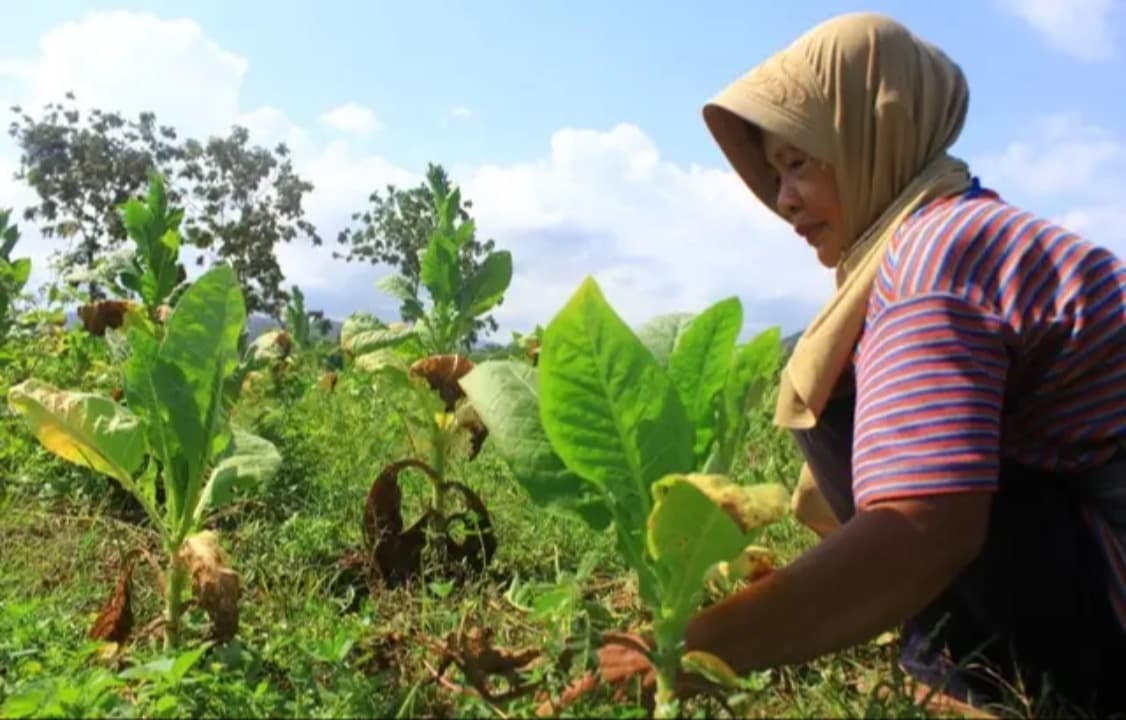Ribuan Buruh Tani Tembakau dan Nelayan Pacitan Dapat Perlindungan BPJS dari DBHCHT