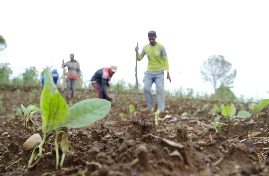 Musim Hujan Hambat Rencana Tanam Tembakau Petani Pacitan
