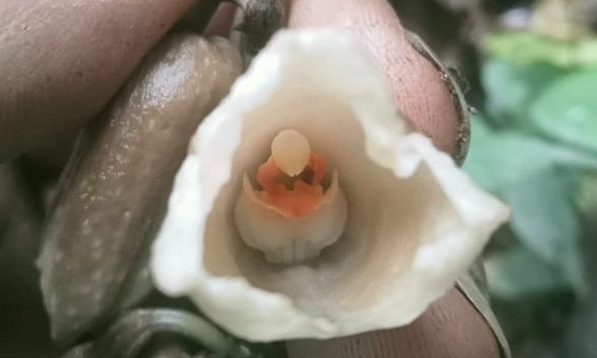 Dua Spesies Anggrek Langka Ditemukan di TNBTS, Tambah Kekayaan Flora Indonesia