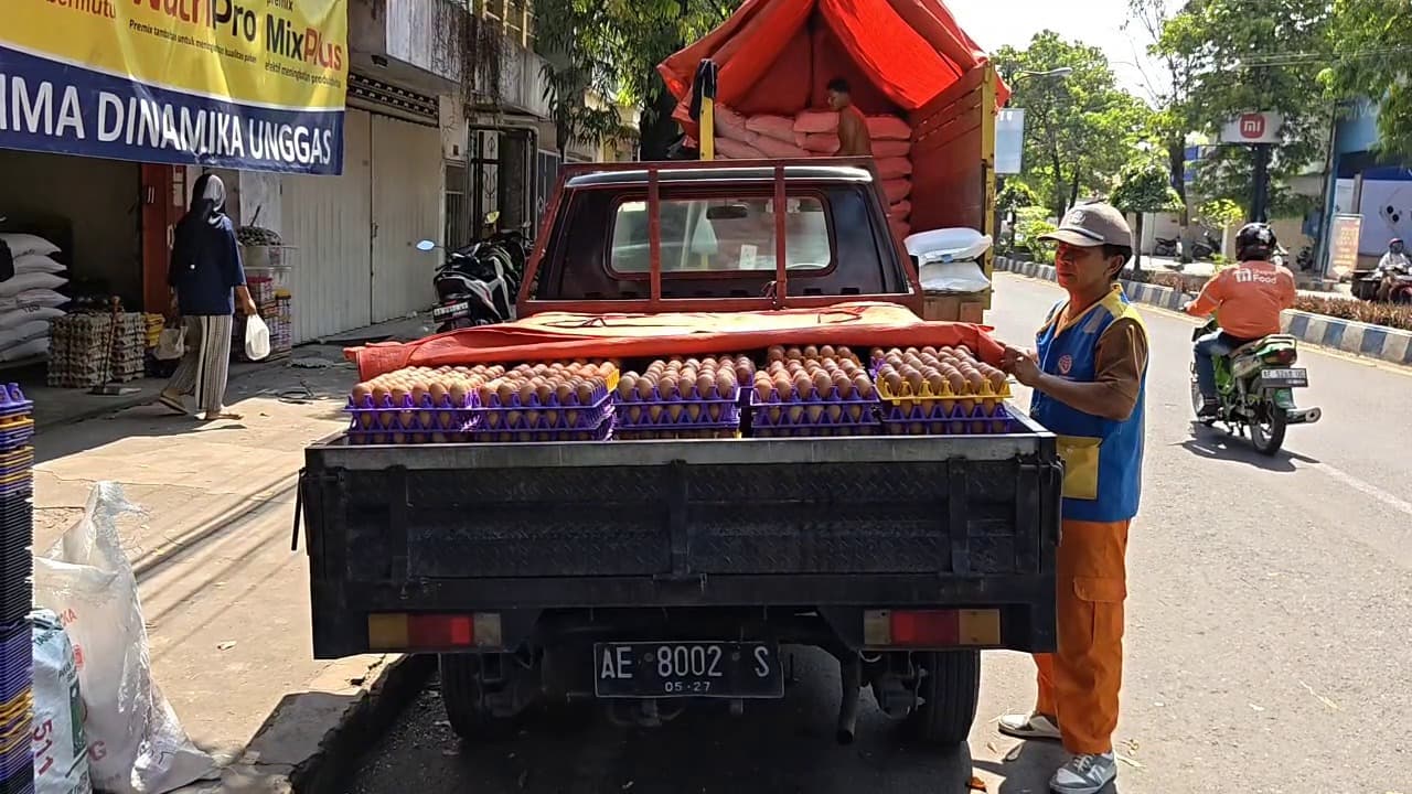 Harga Telur Anjlok, Peternak Terhimpit Kenaikan Pakan