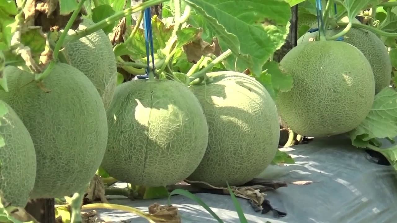 Rawan Hama di Musim Pancaroba, Petani Melon Maksimalkan Perawatan