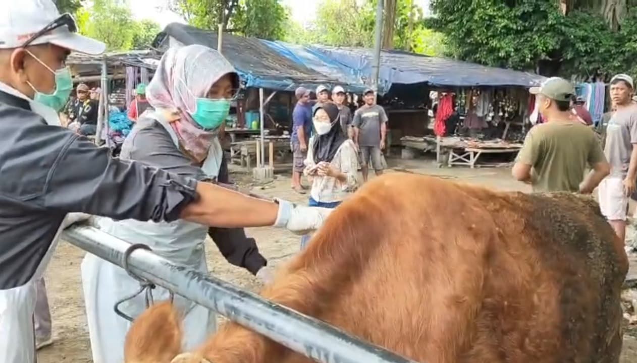 Jelang Idul Adha, Harga Sapi Naik hingga 20 Persen di Kediri