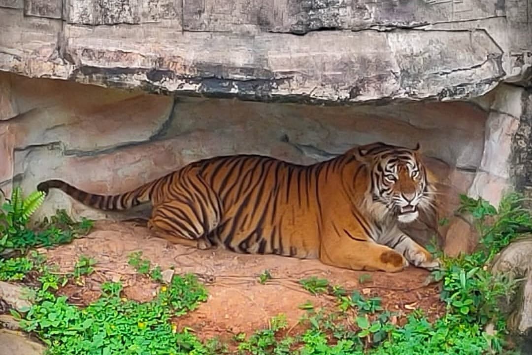 5 Fakta Unik Harimau Cacat yang Kini Menjadi Orang Tua