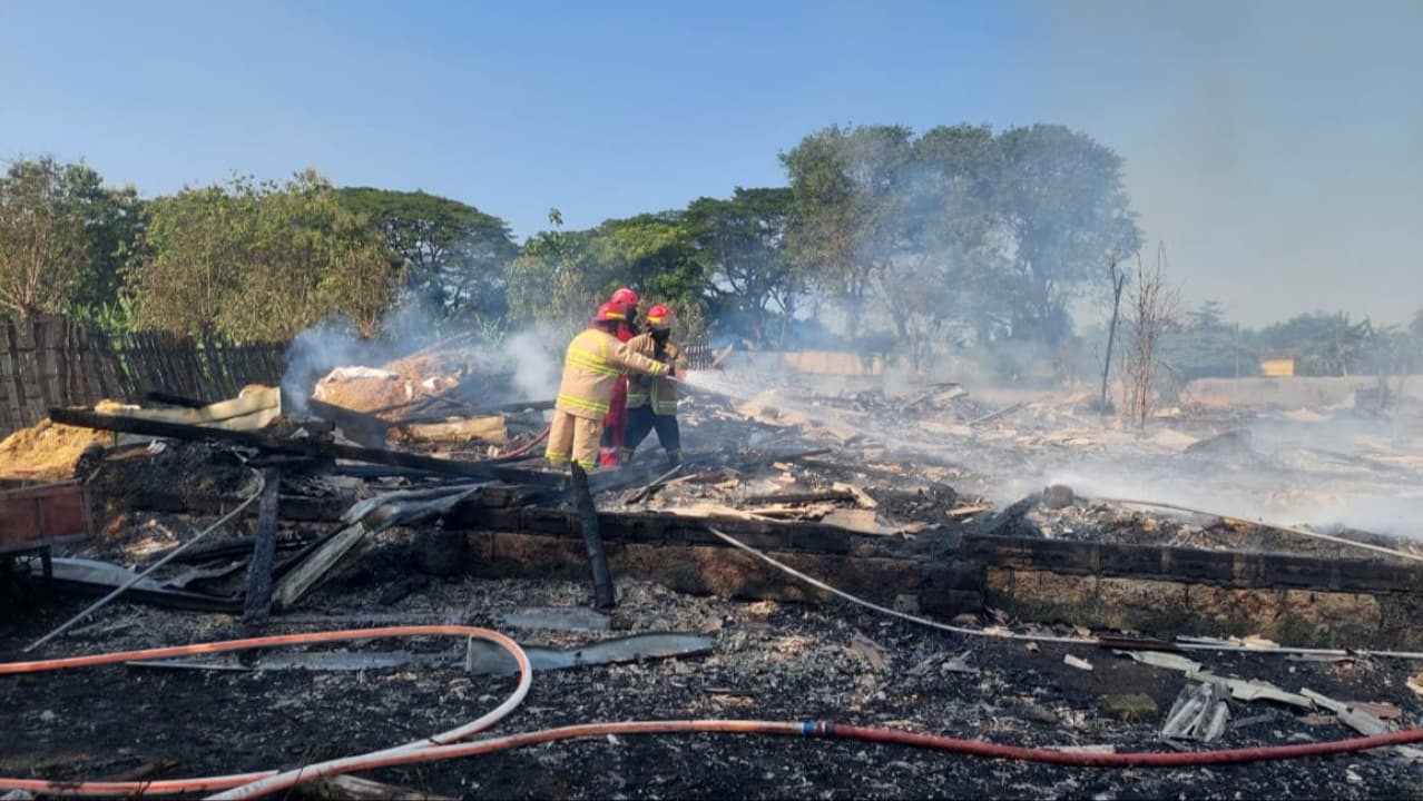 Kandang Ayam di Probolinggo Terbakar, 21 Ribu Bibit Ayam Terpanggang