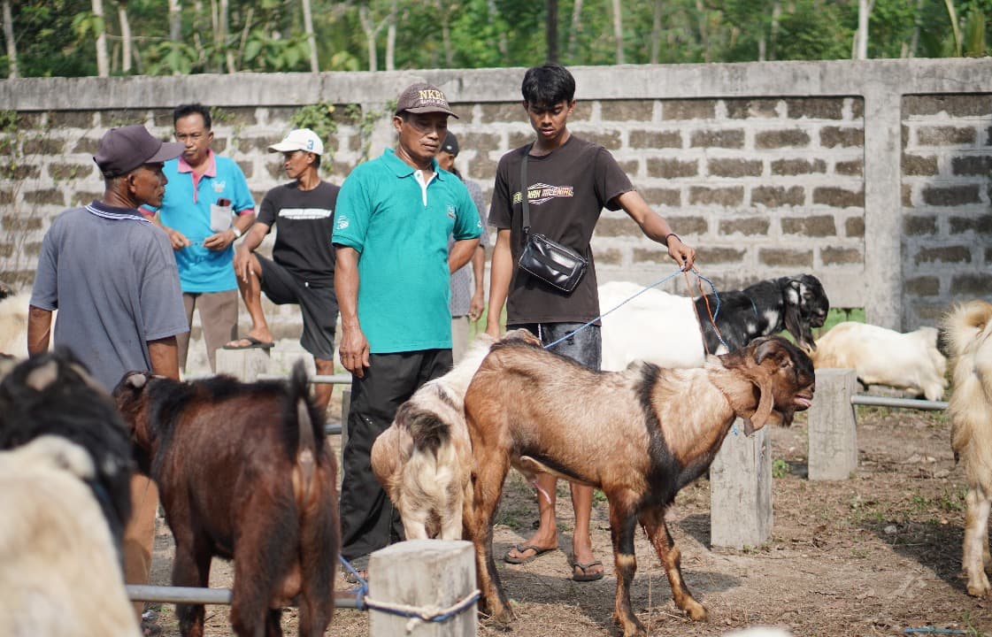 Jelang Idul Adha, Penjualan Hewan Kurban di Pacitan Meningkat