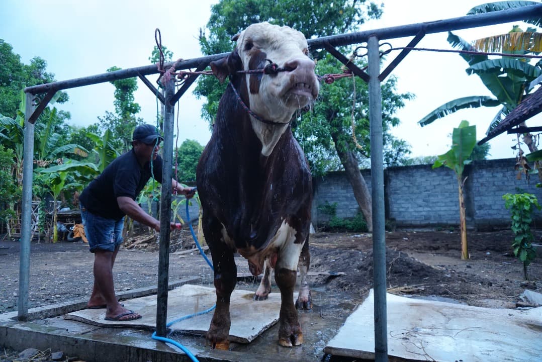 Presiden Prabowo Beli Sapi Simmental milik Peternak Probolinggo untuk Hewan Kurban