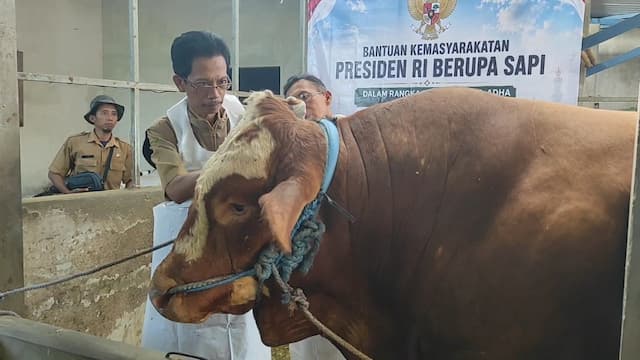 Sapi Kurban Presiden Prabowo di Kediri Dicek Ketat, Bobot Bima Tembus 1,05 Ton
