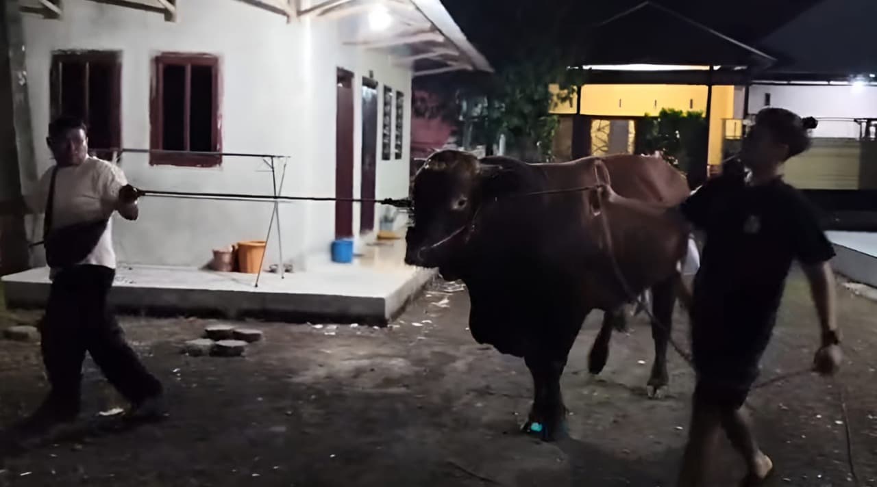 Sapi Raksasa Limousin Bobot Hampir 1 Ton dari Presiden Prabowo Mendarat di Banyuwangi