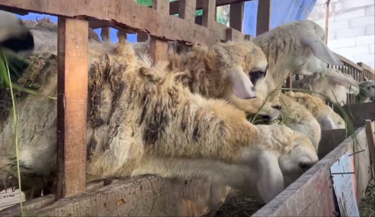 Ekonomi Lesu, Hewan Kurban Susah Laku
