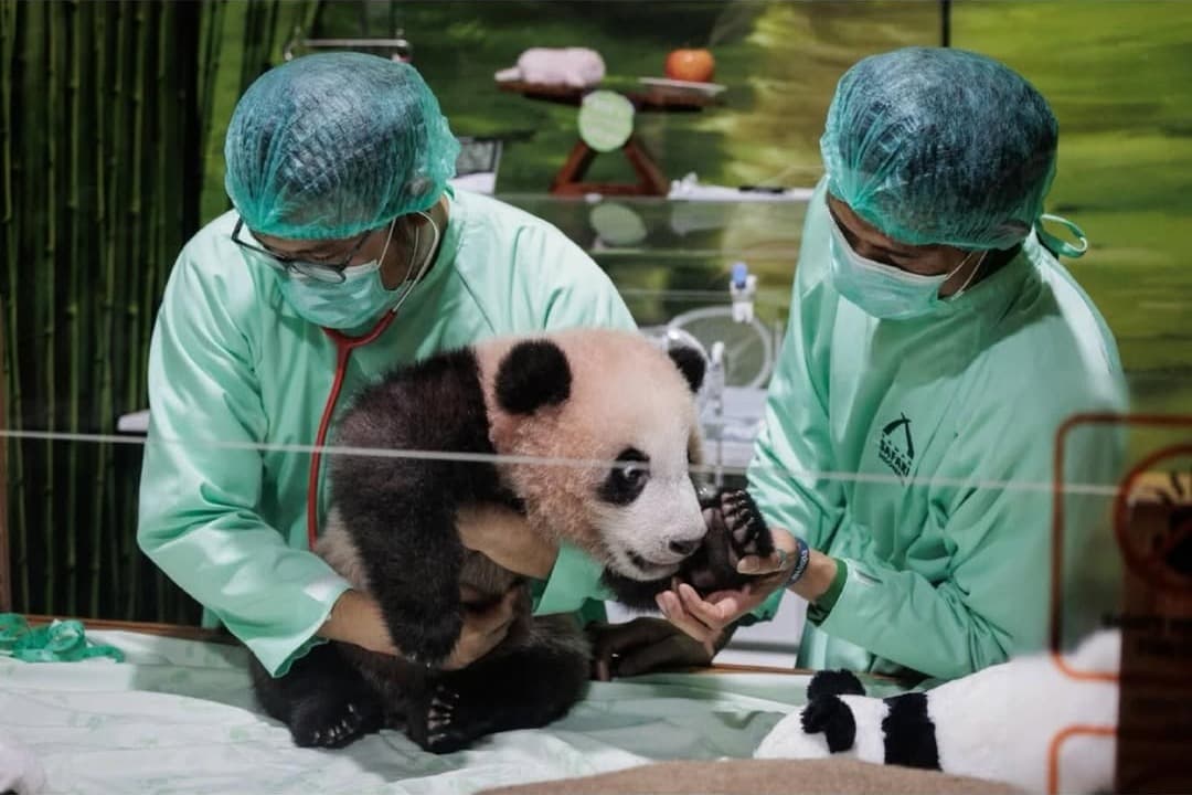 Satrio Wiratama, Bayi Panda Pertama yang Lahir di Indonesia Siap Menyapa Publik