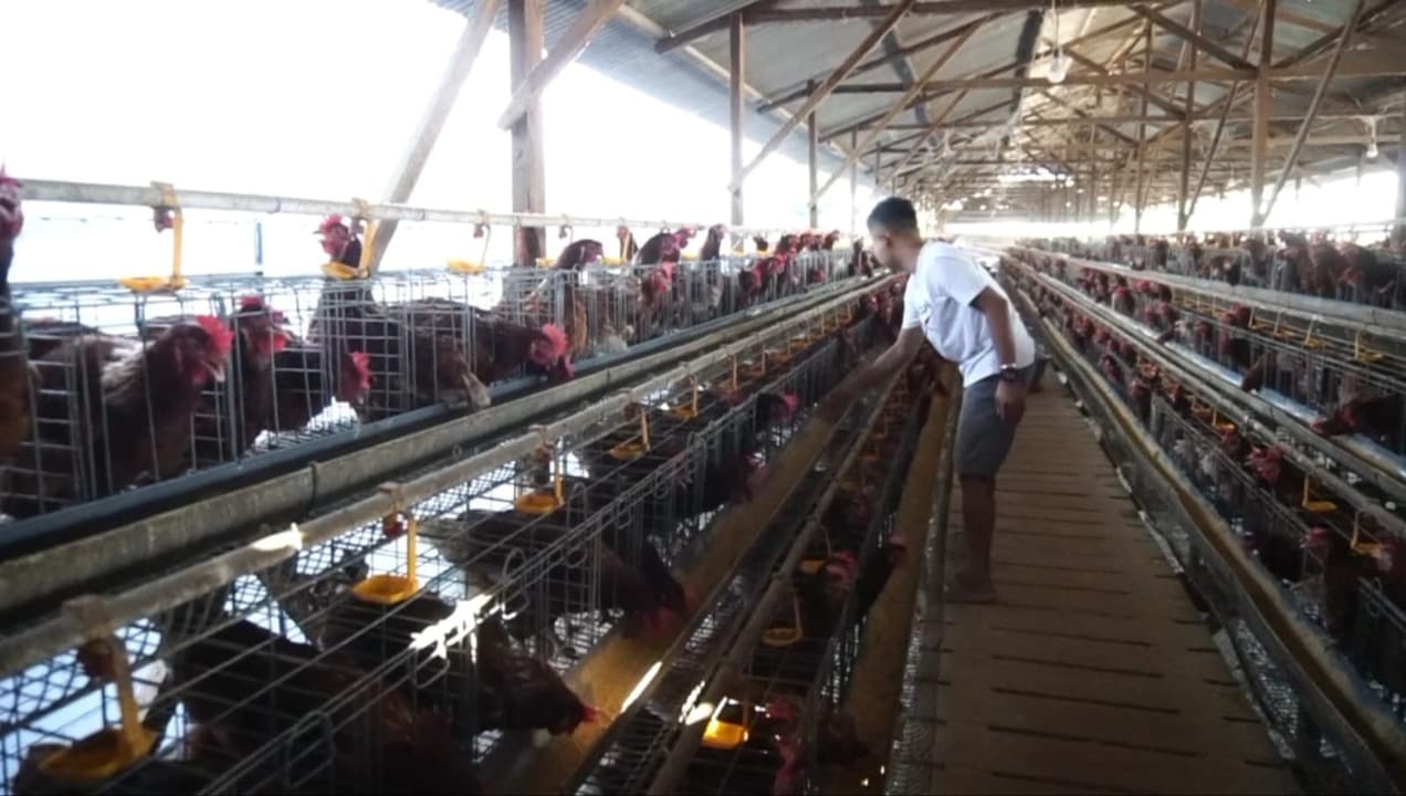 Harga Telur Anjlok, Peternak Ayam Petelur di Probolinggo Terpaksa Rumahkan Karyawan