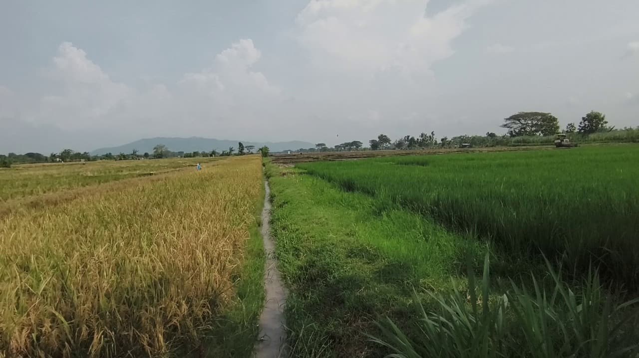 Serangan Tikus Dan Wereng Muncul, Petani Diminta Tingkatkan Kewaspadaan