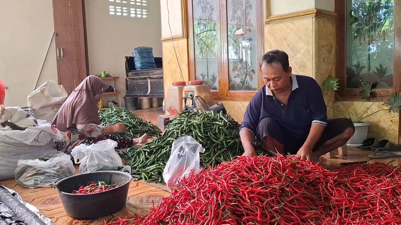 Harga Cabai Masih Tinggi, Petani Kediri Tersenyum Saat Panen