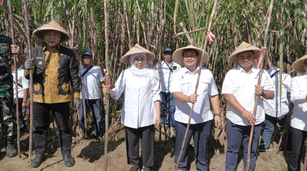 Program Bongkar Ratoon Perkuat Produktivitas Tebu Nasional dan Tingkatkan Kesejahteraan Petani