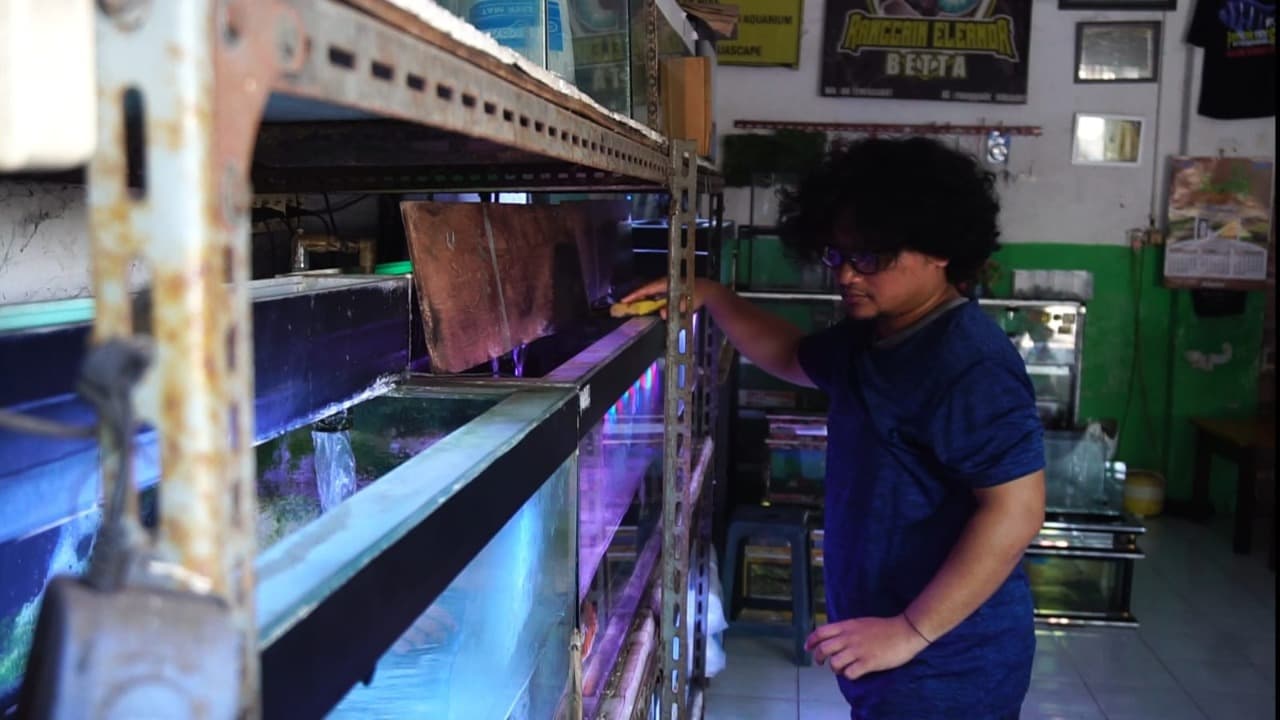 Pengusaha Ikan Hias Probolinggo Resah, Pemadaman Listrik Bergilir Bikin Ikan Mati