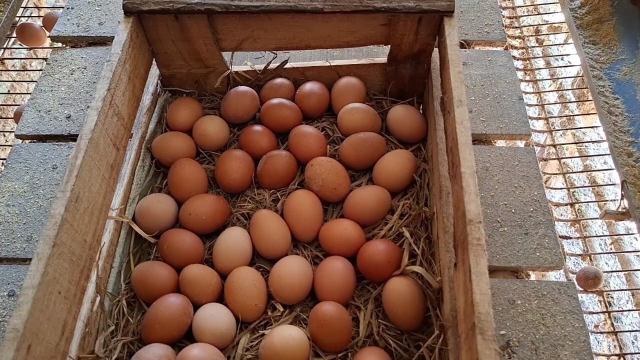 Harga Telur Anjlok Selama Dua Pekan, Peternak Ayam Petelur di Madiun Mulai Merugi