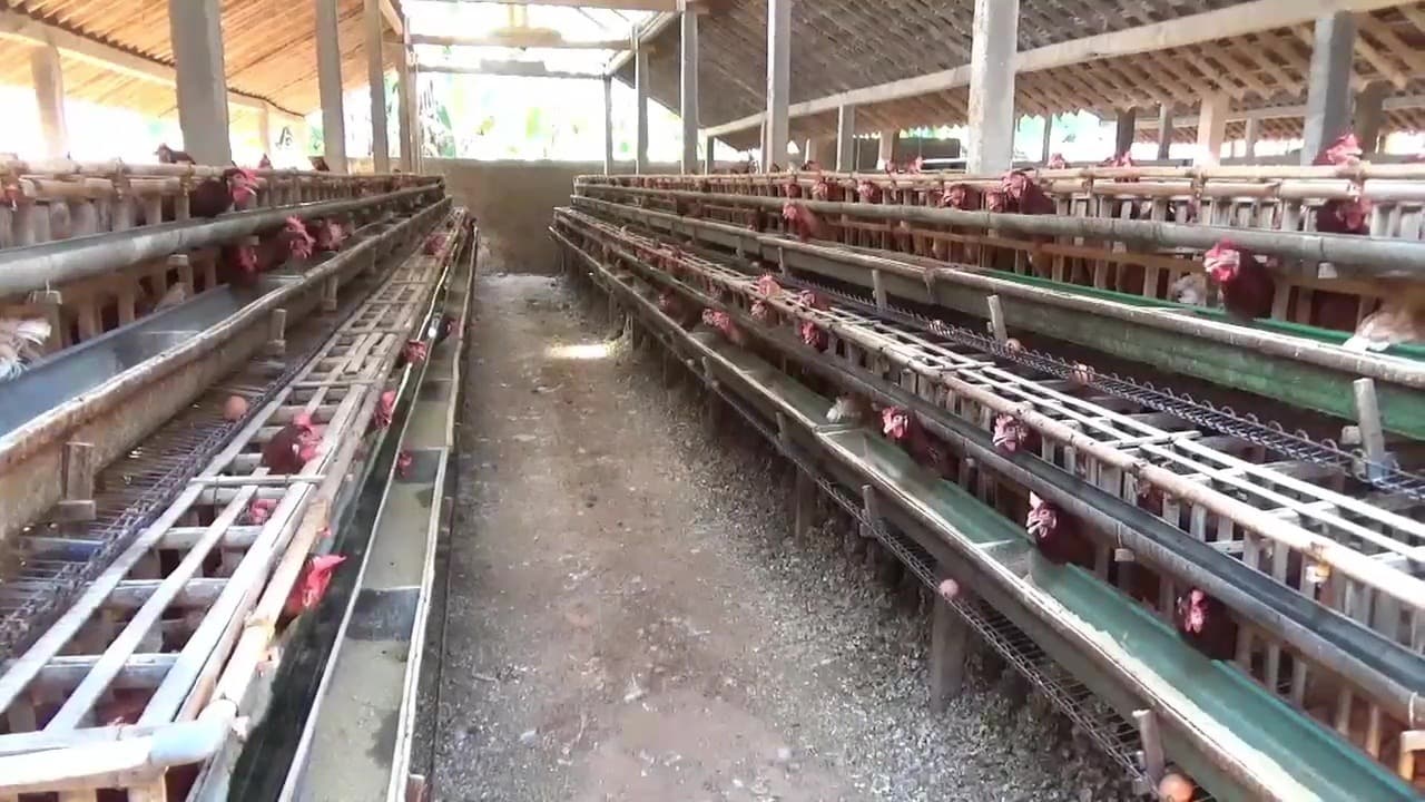 Harga Pakan Tetap Mahal, Peternak Ayam Petelur di Ngawi Kurangi Populasi Ternak
