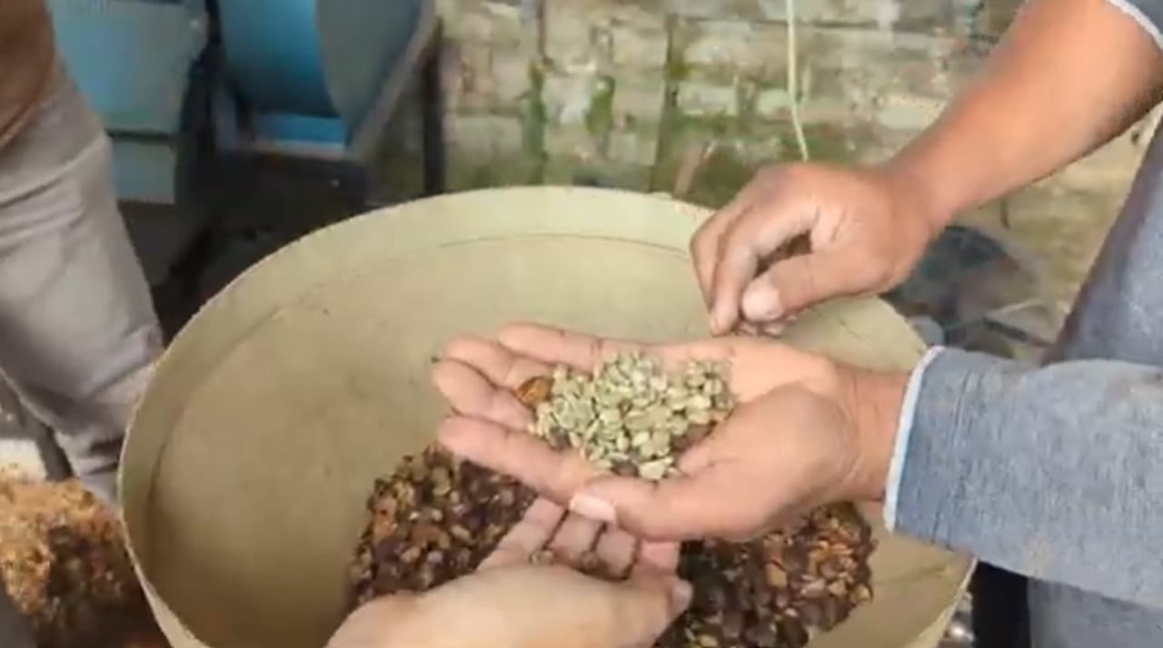 Kopi Warisan Era Belanda di Lereng Lawu Tetap Eksis Diminati Pecinta Kopi Lokal