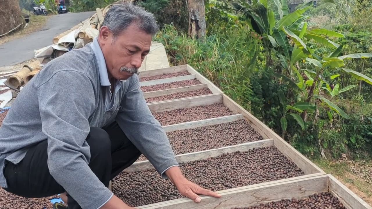 Kopi Warisan Era Belanda dari Lereng Gunung Lawu Masih Diburu Pecinta Kopi