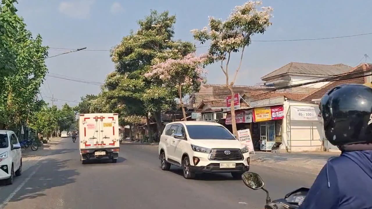 Tabebuya Berbunga, Wajah Kota Kediri Kian Asri dan Menawan