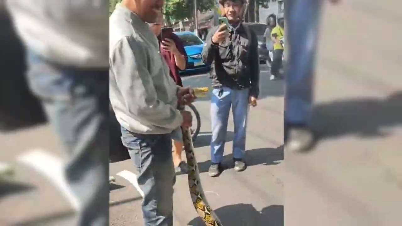 Viral di Tuban! Warga Kompak Taklukkan Ular Piton 4 Meter di Tepi Jalan Basuki Rahmat Sempat Gegerkan Warga