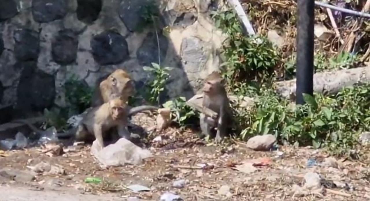 Cari Makan, Ratusan Kera Ekor Panjang di Ngebel Masuk Pasar