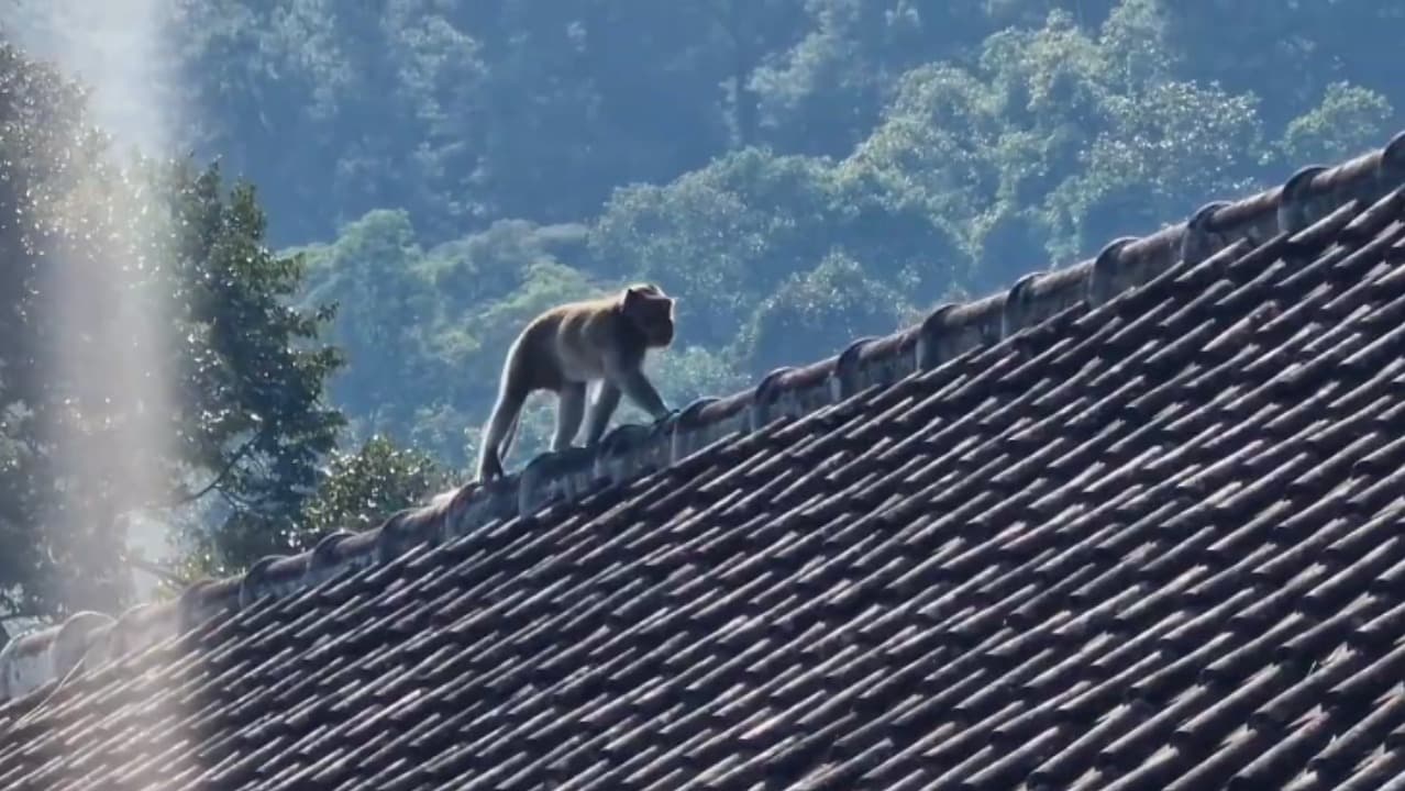 Musim Kemarau, Kawanan Kera Ekor Panjang Serbu Pasar dan Pemukiman di Ngebel