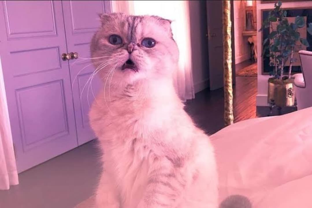 Miliki Kekayaan Rp1,5 Triliun, Kucing Taylor Swift Jadi Peliharaan Terkaya