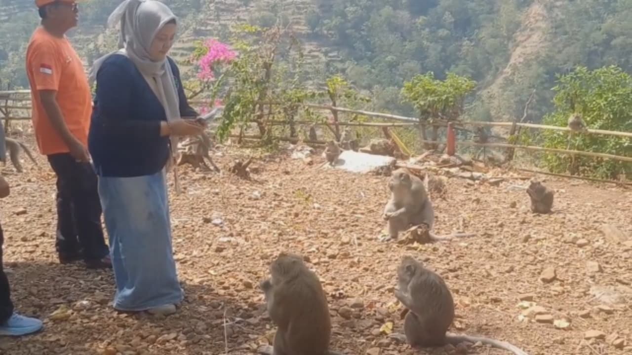 Ratusan Monyet Turun Gunung, Diduga Kelaparan