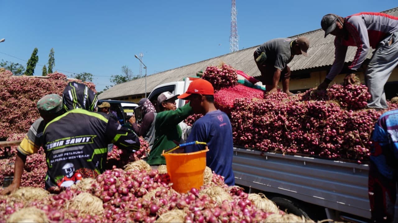 Menjelang Panen Raya, Harga Bawang Merah di Probolinggo Anjlok