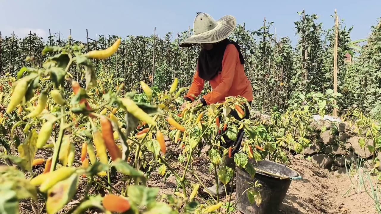 Kemarau Tekan Hasil Panen Cabai Rawit di Magetan, Produktivitas Turun Hampir 50 Persen