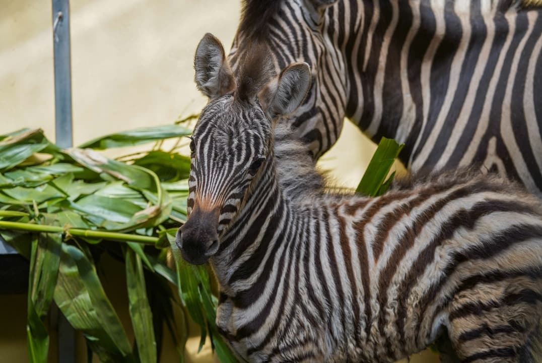 Batu Secret Zoo Jatim Park 2 Catat Enam Kelahiran Satwa dalam Dua Bulan, Perkuat Komitmen Konservasi Ex-Situ