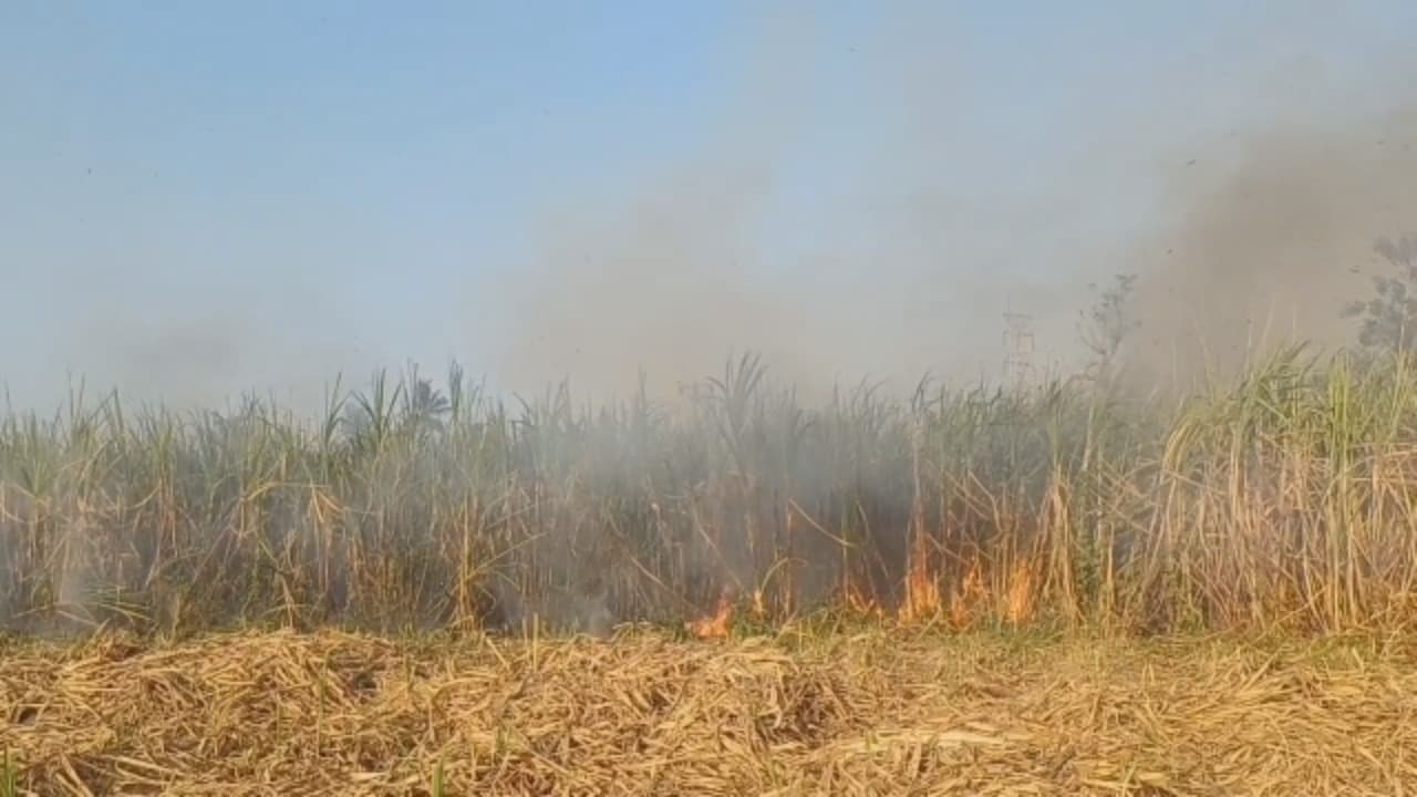 Lahan Tebu Terbakar, Petani Merugi Puluhan Juta