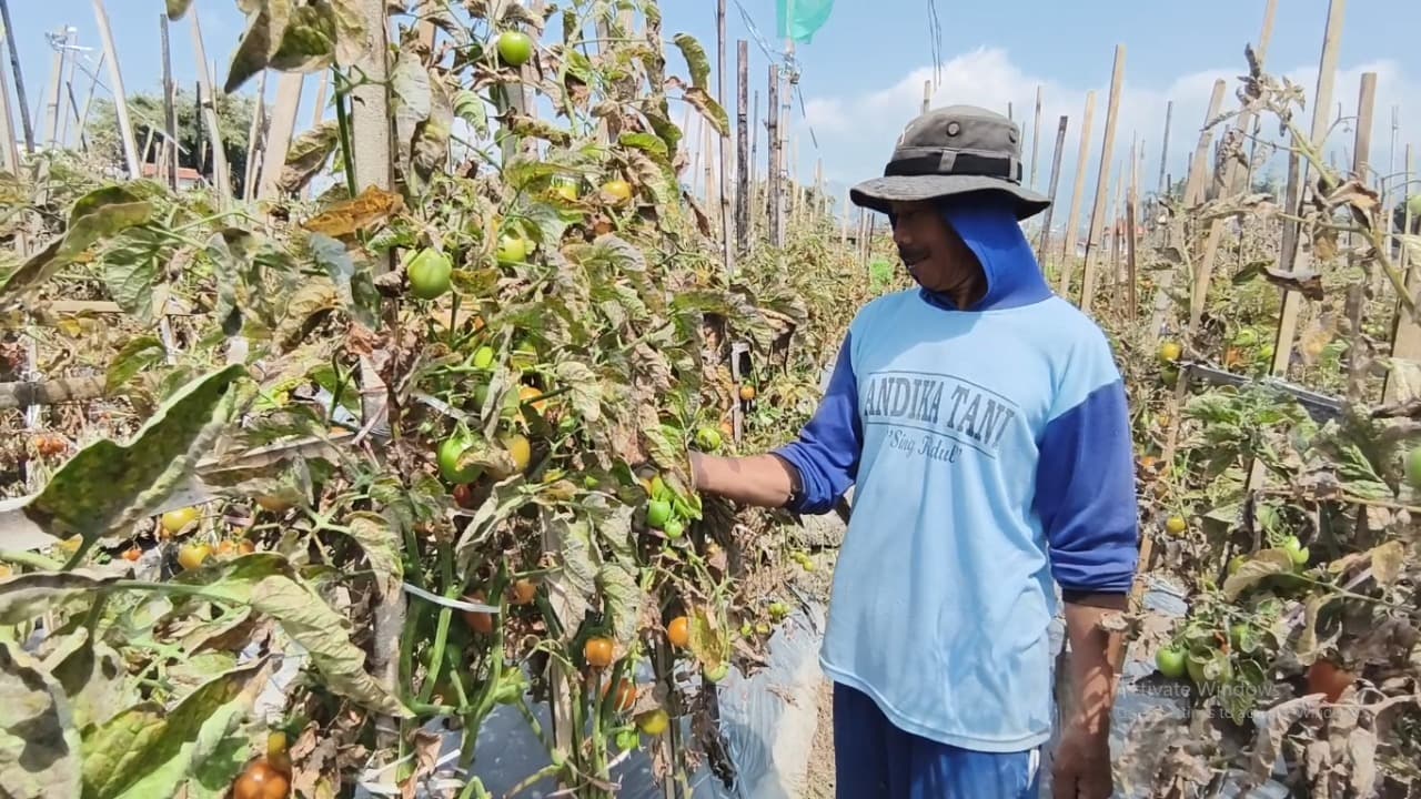 Panen Melimpah, Harga Tomat Petani Magetan Terjun Bebas