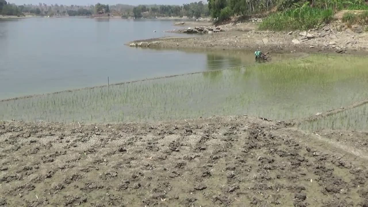 Musim Kemarau, Warga Manfaatkan Lahan Tepi Waduk untuk Pertanian