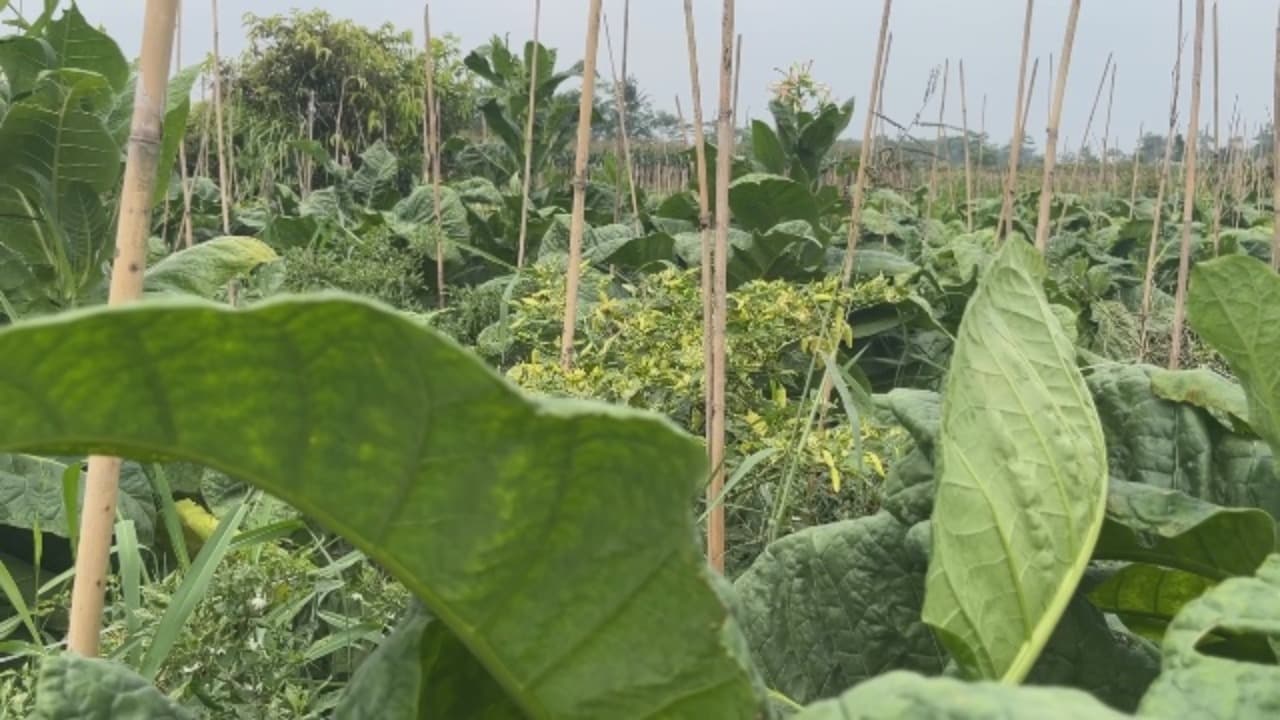 Campur Tembakau Dan Cabai, Petani Raup Puluhan Juta