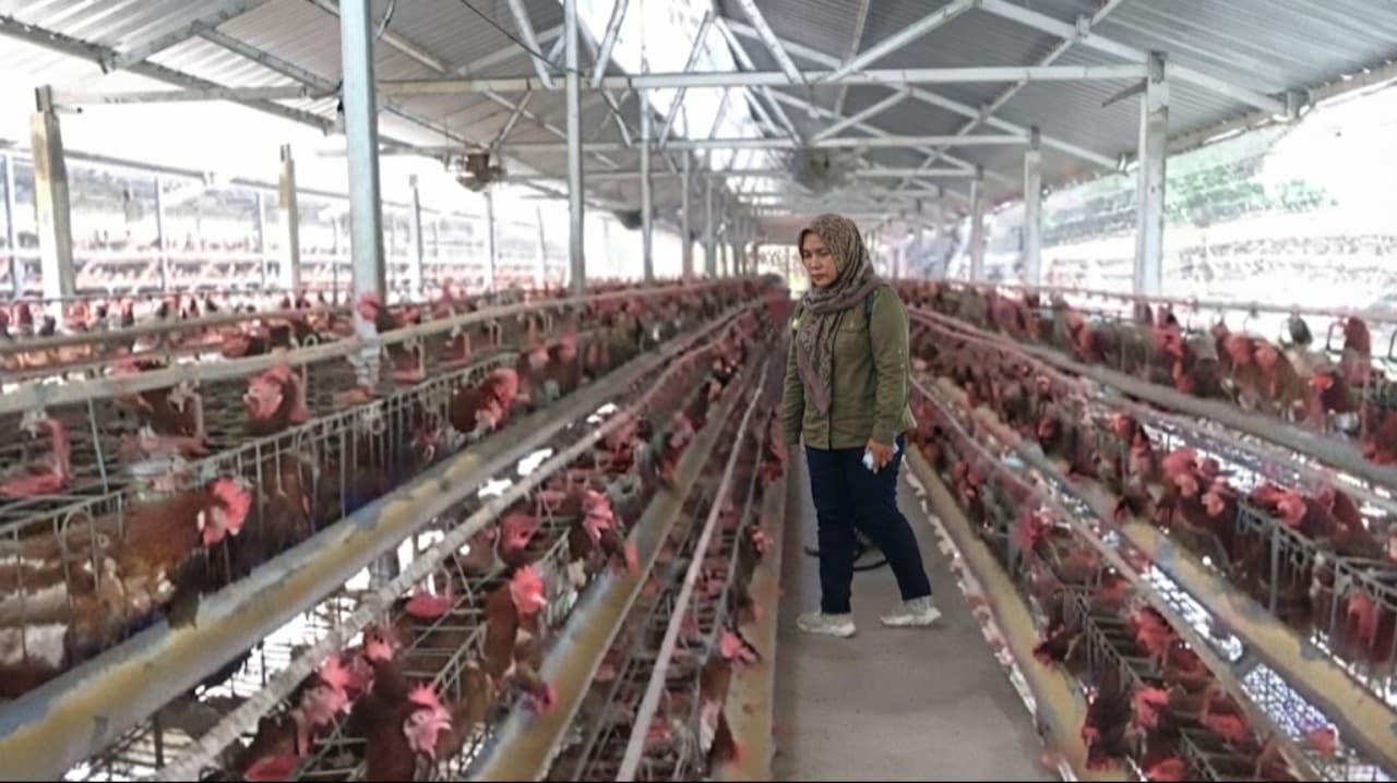 Dapat Keluhan Warga, DPMPTSP Ngawi Pastikan Pengawasan Berkala Sektor Usaha Ternak