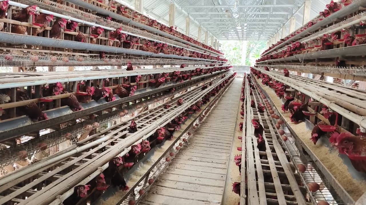 Masalah Peternak Ayam Petelur Makin Kompleks, Disnakan: Butuh Kebijakan Pusat