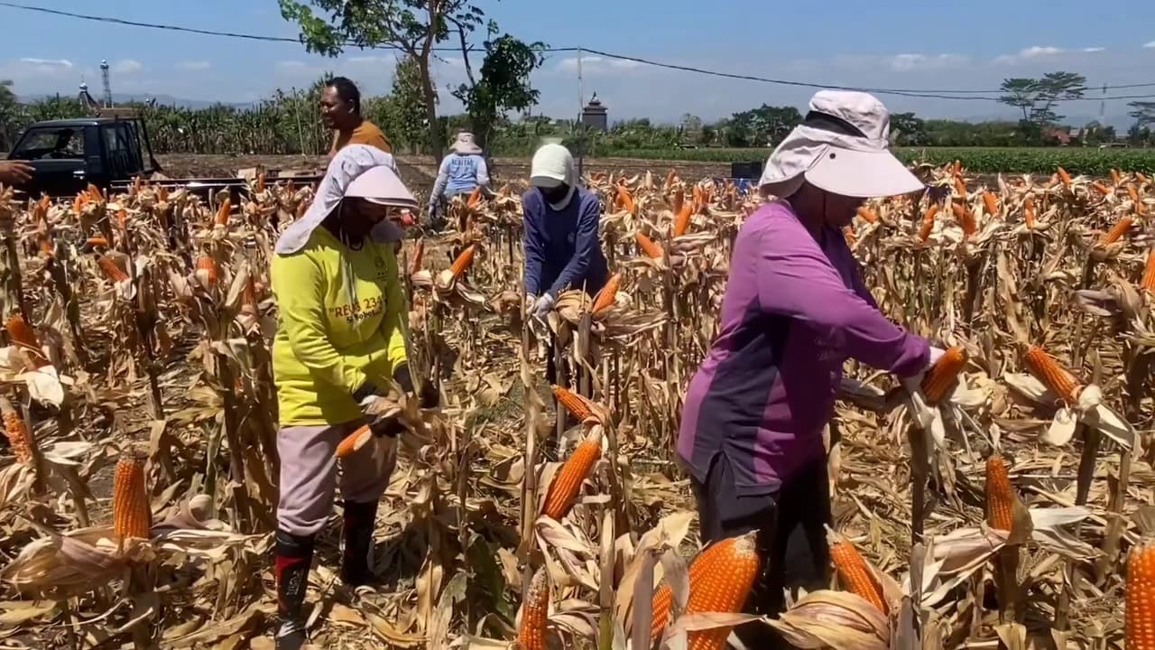 Jagung Hasil Riset Dipanen, Diklaim Bisa Tembus 10 Ton per Hektare