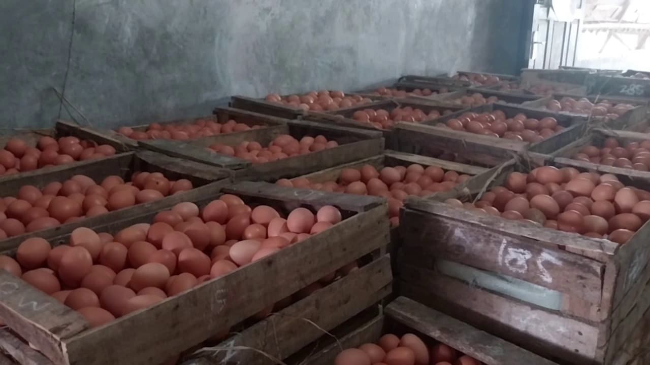 Data Produksi Belum Terintegrasi, Peternak Ayam Petelur Magetan Dorong Kebijakan Pusat