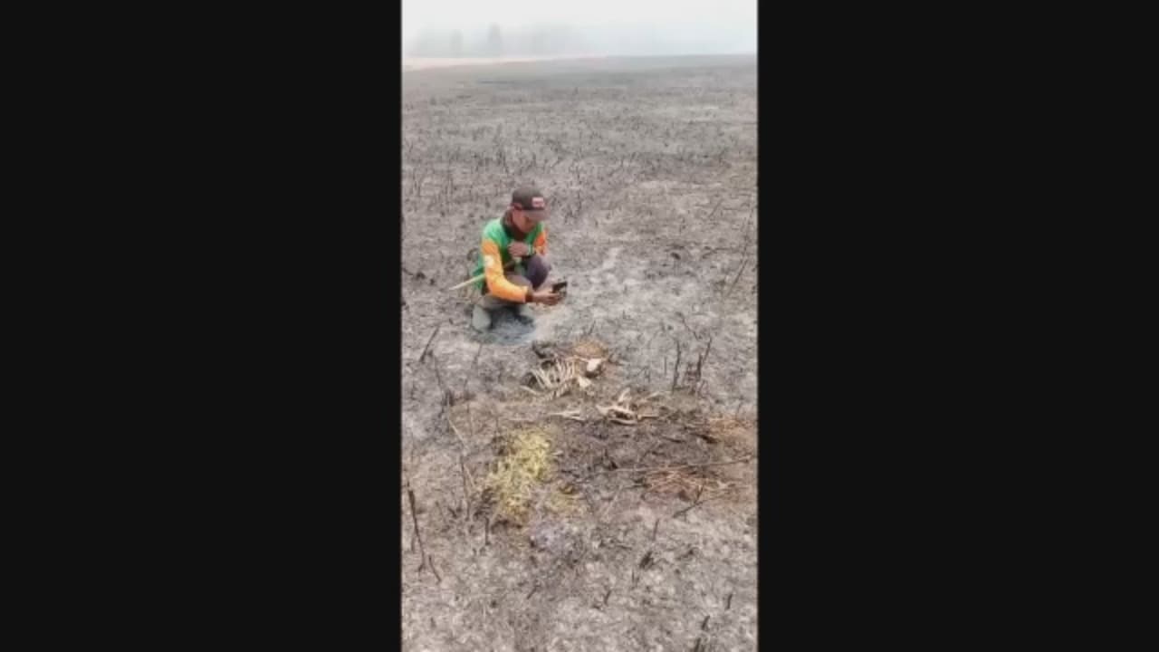 Petugas Temukan Satwa Mati Dampak Kebakaran