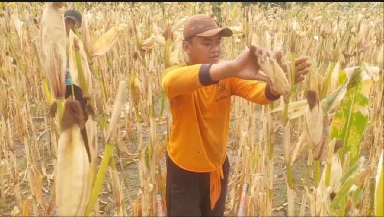 Tantangan Harga Pasar: Serapan Jagung Bulog Madiun Baru dibatasi 47 Persen