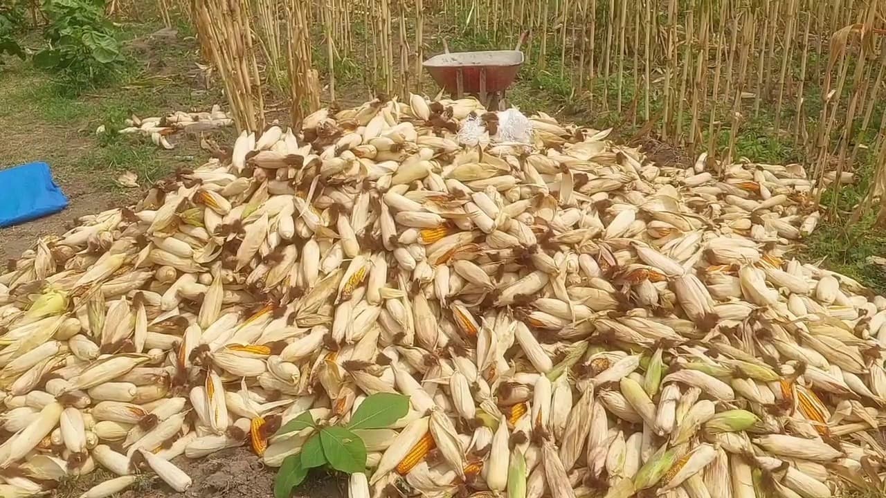 Target 10.105 Ton, Realisasi Serapan Jagung Akhir Agustus Baru 4.756 Ton
