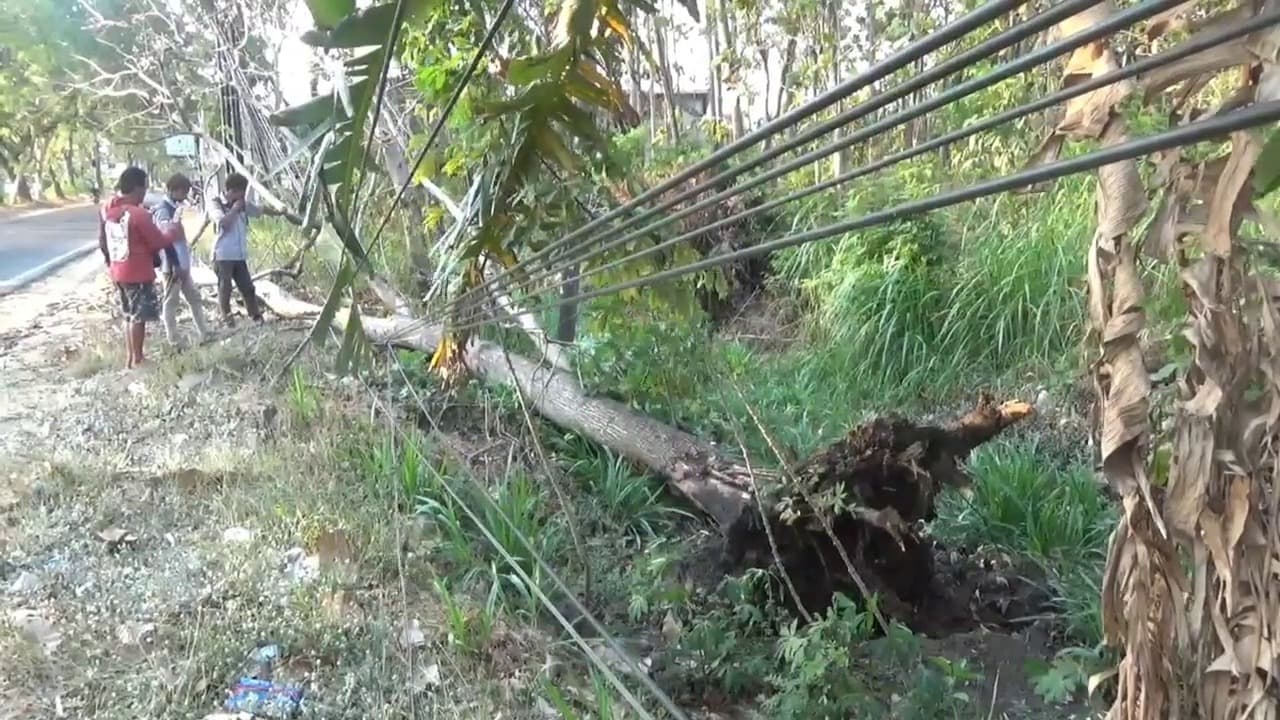 Tragis! Pemotor Tewas Tertimpa Pohon Tumbang di Jalur Ponorogo-Trenggalek